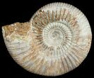 Perisphinctes Ammonite - Jurassic #6867-2
